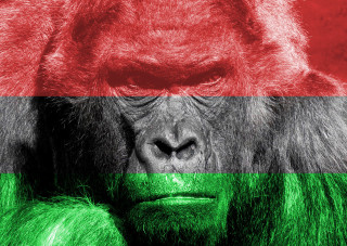 magyar_gorilla