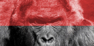 A Gorilla ügy magyar vonatkozásai