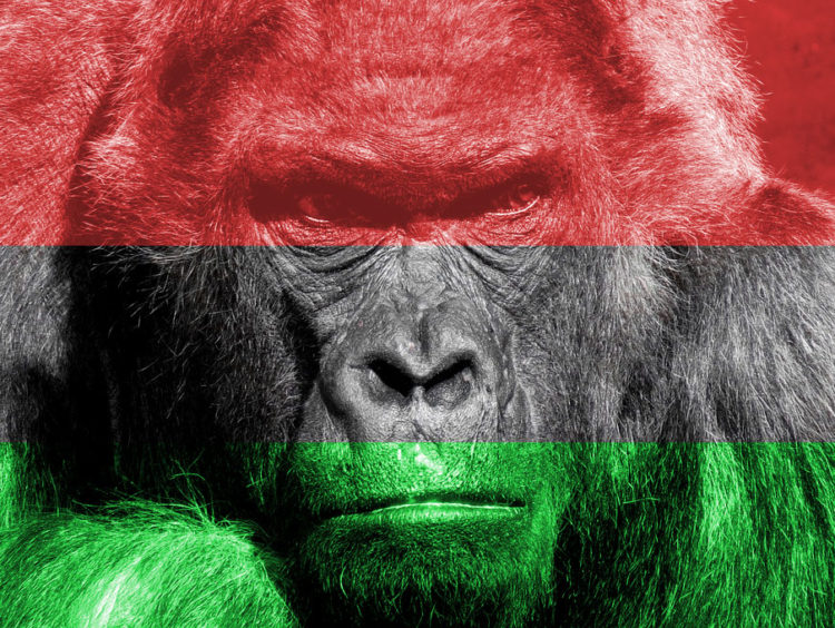A Gorilla ügy magyar vonatkozásai