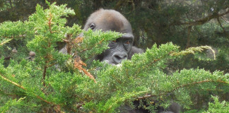 Kenjük a Gorillát?