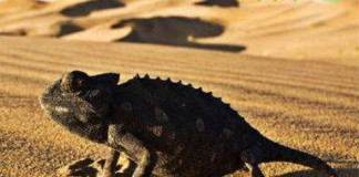 Csáky Pál: Tanmese naivaknak és vakoknak