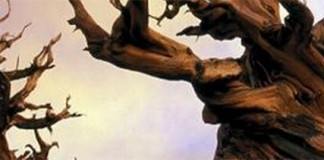 Csáky Pál: Az a szörnyű mondat