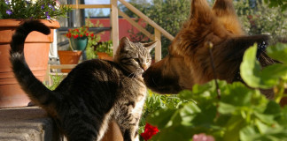 Történelmi barátság, velünk élő Beneš és más huncutságok