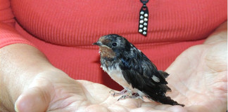 Fecskesors: Afrika helyett Komáromban telel