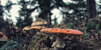 A Most-Híd mérgezett meghívója