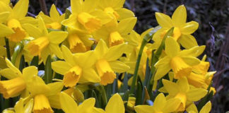 A nárciszok napjára