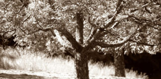 Mindennapi lövészárkaink