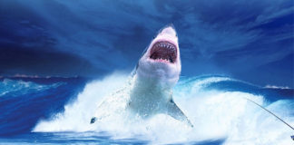 Ősi, 250 millió éves cápaszerű ragadozó halfajt fedeztek