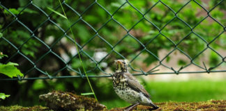 Rigó szerint a megye