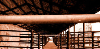 Vígan és dalolva a vágóhíd felé