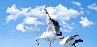 A klímaváltozás miatt csökken a madarak testmérete