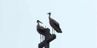 Bejutni, ha van miért és van kivel! (9. rész)