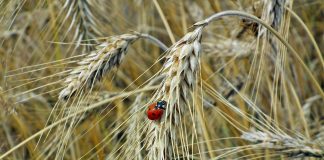 Csáky Pál: Pillanatkép – rólunk