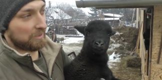 A székelyföldi Cséki Major